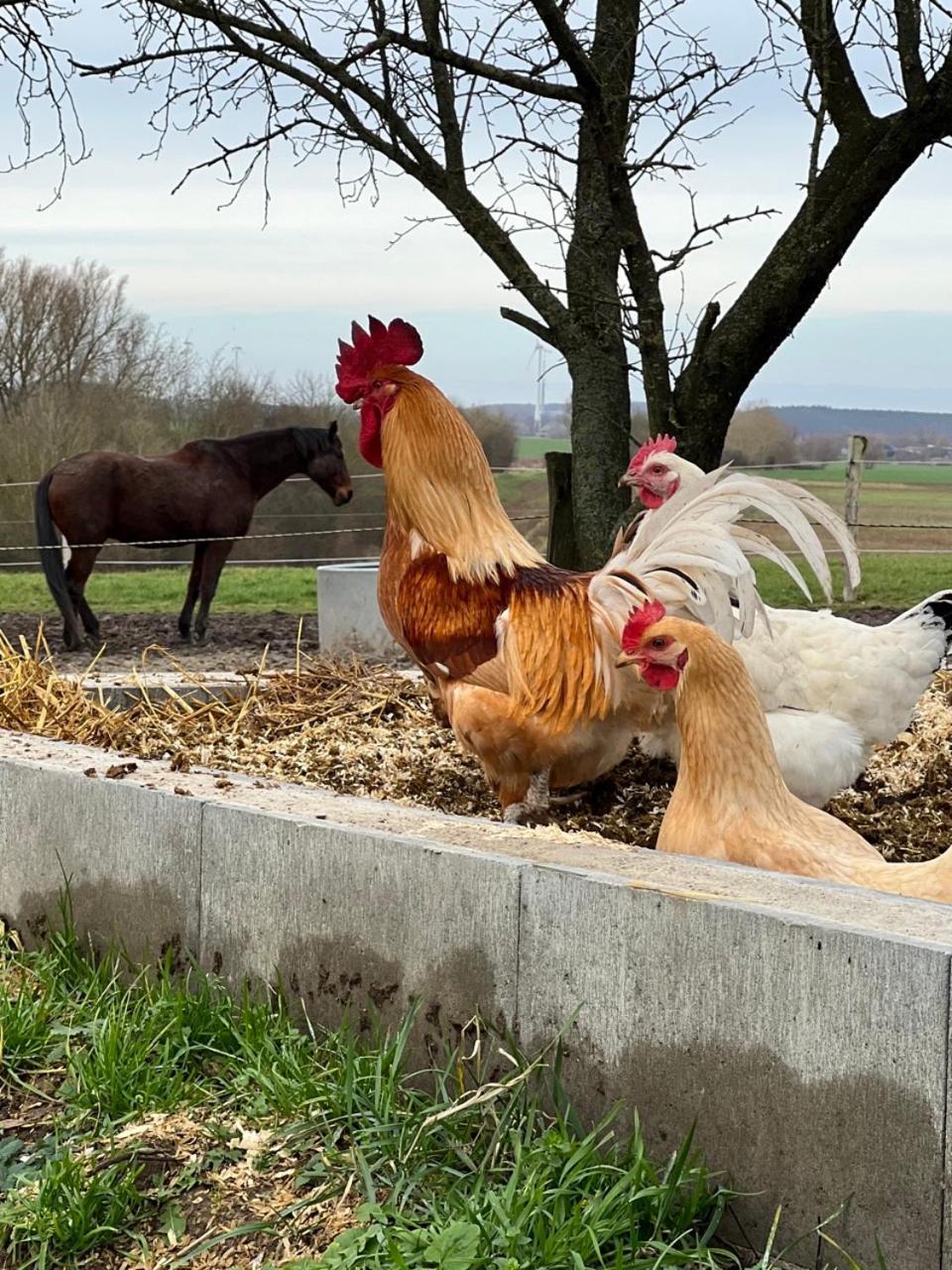 Affittacamere Nussbaumhof Mit Koppel Plath Esterno foto